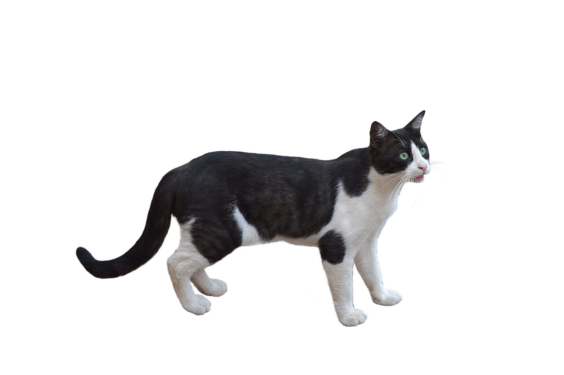 Kapsičky pro kočky